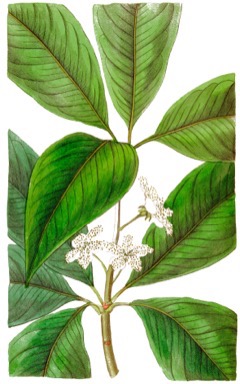 Lophostemon confertus Vinegar Tree, Brisbane Box